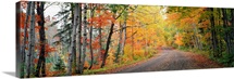 Road passing through a forest, Keweenaw County, Keweenaw Peninsula, Michigan
