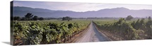 Road through a vineyard, Napa Valley, California