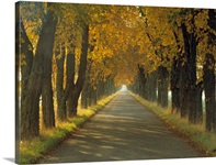 Road w/Autumn Trees Sweden