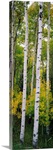 Rocky mountain aspen forest