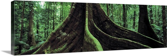 Roots of a giant tree, Daintree National Park, Queensland, Australia