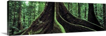 Roots of a giant tree, Daintree National Park, Queensland, Australia