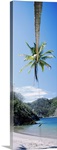 Rope swing hanging from a palm tree, Tortuga, Costa Rica