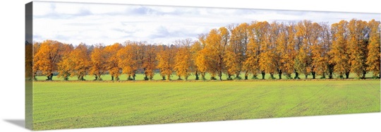 Row of Trees Uppland Sweden