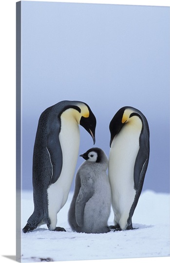 Royal Penguins & Baby