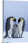 Royal Penguins &amp; Baby