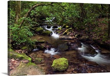 Rushing stream through Appalachian hardwood forest, spring, Great Smoky Mountains National Park, North Carolina