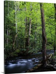 Rushing stream through dense forest, Great Smoky Mountains National Park, Tennessee
