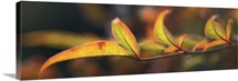 Sacred Bamboo