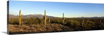 Saguaro cacti in a desert, Four Peaks, Phoenix, Maricopa County, Arizona