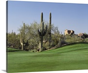 Saguaro cacti in a golf course, Troon North Golf Club, Scottsdale, Maricopa County, Arizona