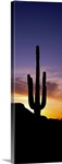 Saguaro Cactus and Sunset Saguaro National Park Arizona