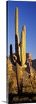 Saguaro Cactus Superstition Mountains Tonto National Forest AZ