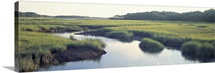 Salt Marsh Cape Cod MA