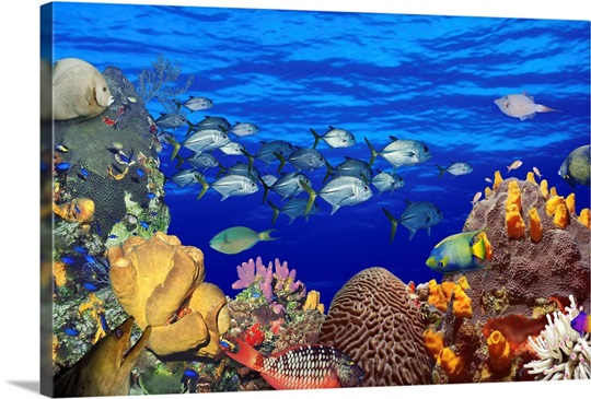 School of fish swimming near a reef