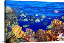 School of fish swimming near a reef