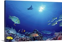 School of fish swimming near a reef, Galapagos Islands, Ecuador