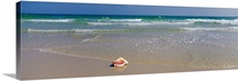 Shell on the beach, Alabama, Gulf of Mexico