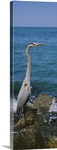 Side profile of a Great Blue heron (Ardea herodias) perching on a rock, Gulf of Mexico, Florida