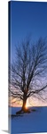 Silhouette of a bare tree at dusk, Grand Rapids, Kent County, Michigan