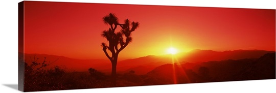Silhouette of a Joshua tree at dusk, Joshua Tree National Park, California,