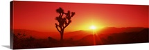 Silhouette of a Joshua tree at dusk, Joshua Tree National Park, California,