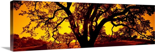 Silhouette of Coast Live Oak trees (Quercus agrifolia), California
