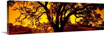 Silhouette of Coast Live Oak trees (Quercus agrifolia), California