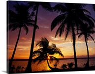 Silhouette of palm tree on the coast at sunrise, Barrier Reef, South Water Caye, Belize