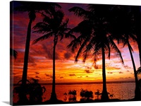 Silhouette of palm tree on the coast at sunrise, Barrier Reef, South Water Caye, Belize