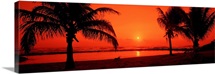Silhouette of palm trees on the beach at dusk Lydgate Park Kauai Hawaii
