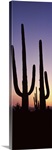 Silhouette of Saguaro cacti Carnegiea gigantea on a landscape Saguaro National Park Tucson Pima County Arizona