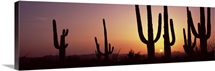 Silhouette of Saguaro cacti Carnegiea gigantea on a landscape Saguaro National Park Tucson Pima County Arizona