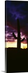 Silhouette of saguaro cactus at sunset, Organ Pipe Cactus National Monument, Arizona