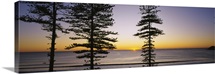 Silhouette of trees at dawn, Manly Beach, Sydney, New South Wales, Australia
