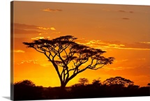 Silhouette of trees in a field, Ngorongoro Conservation Area, Arusha Region, Tanzania