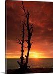 Silhouetted Bare Tree