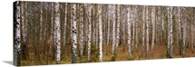 Silver birch trees in a forest, Narke, Sweden
