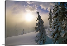 Snow-covered pine trees, sunrise through fog, Oregon Cascades, Oregon, united states,