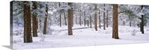 Snow covered trees in a forest, Grand Canyon National Park, Arizona