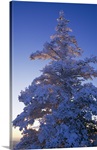 Snow On Pine Tree