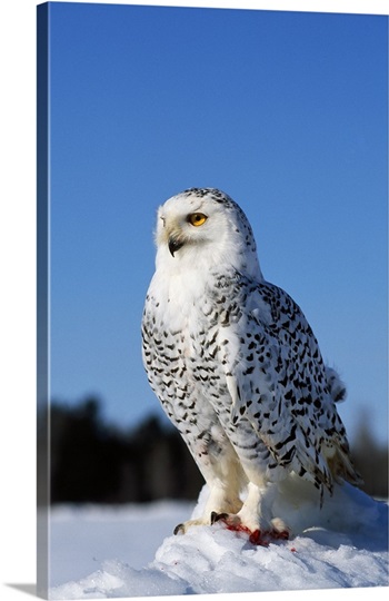 Snowy owl (Nyctea scandiaca) on snow perch, profile.