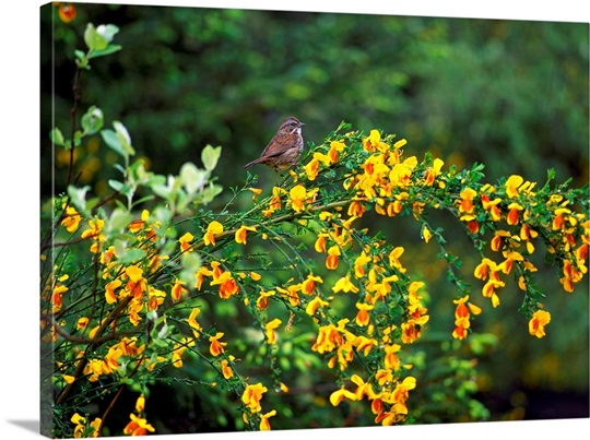 Song Sparrow Bird On Blooming Scotch Broom Plant