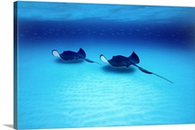 Southern Stingrays Grand Caymans