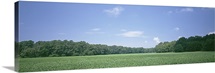 Soybean field DE