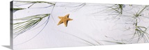 Starfish Beach AL