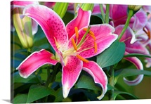 Stargazer lily flowers (Lilium 'Stargazer') in bloom, close up, North Carolina