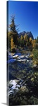 Stream flowing in a forest, Mount Assiniboine Provincial Park, border of Alberta and British Columbia, Canada