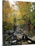 Stream flowing in a forest, Vermont,