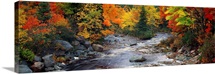 Stream with trees in a forest in autumn, Nova Scotia, Canada
